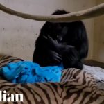 Μητέρα χιμπατζής βλέπει για πρώτη φορά το νεογέννητό της